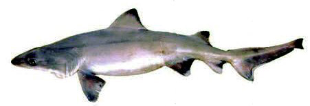 Odontaspis ferox_004.jpg